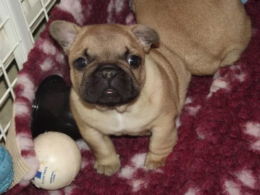 6 weeks old
