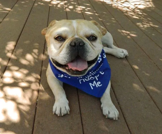 Adopt Me bandana 025.JPG