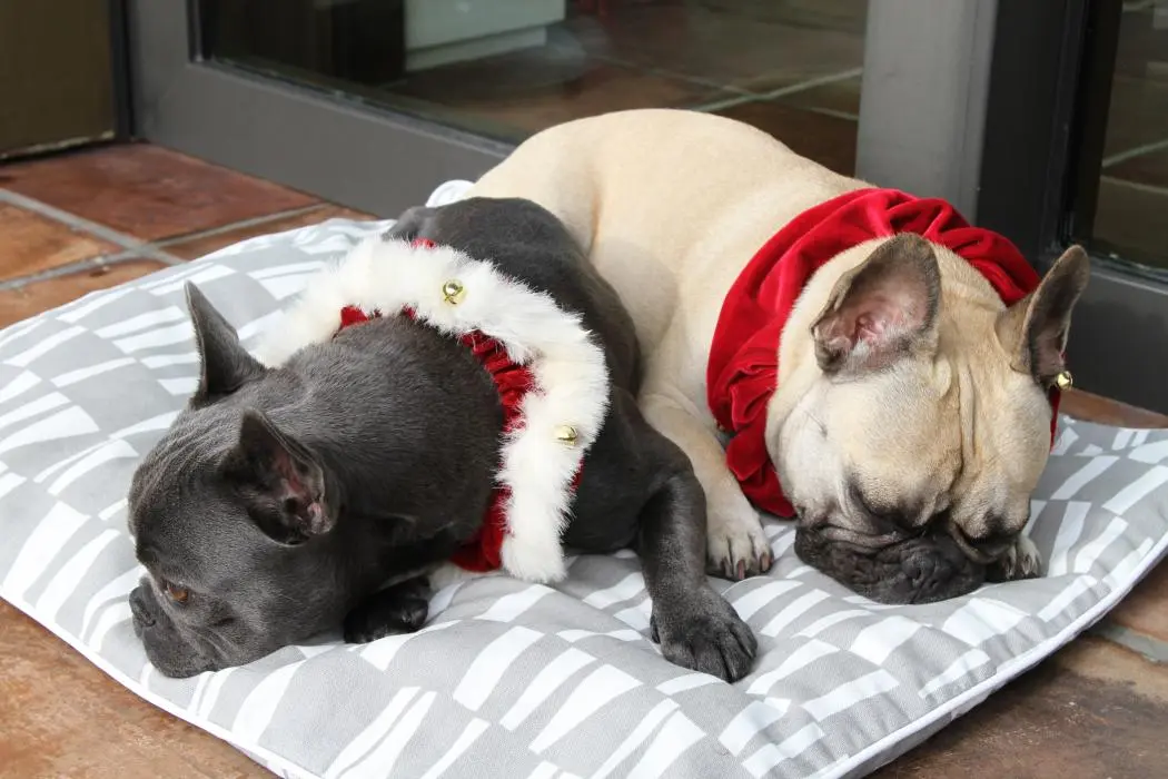 All tuckered out after the photo shoot