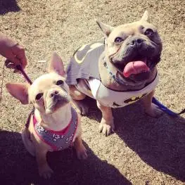 bark at the park.jpg