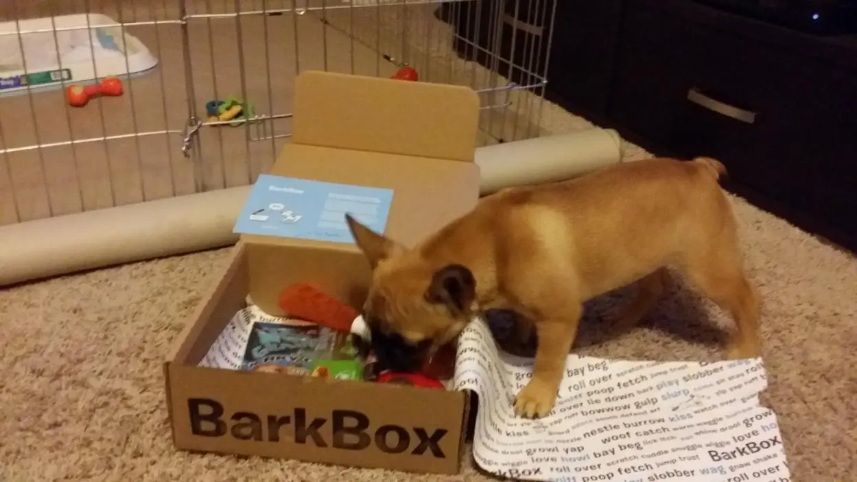 BarkBox.jpg