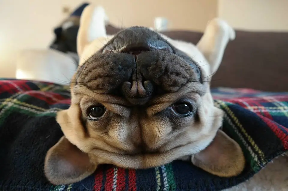 Belly up