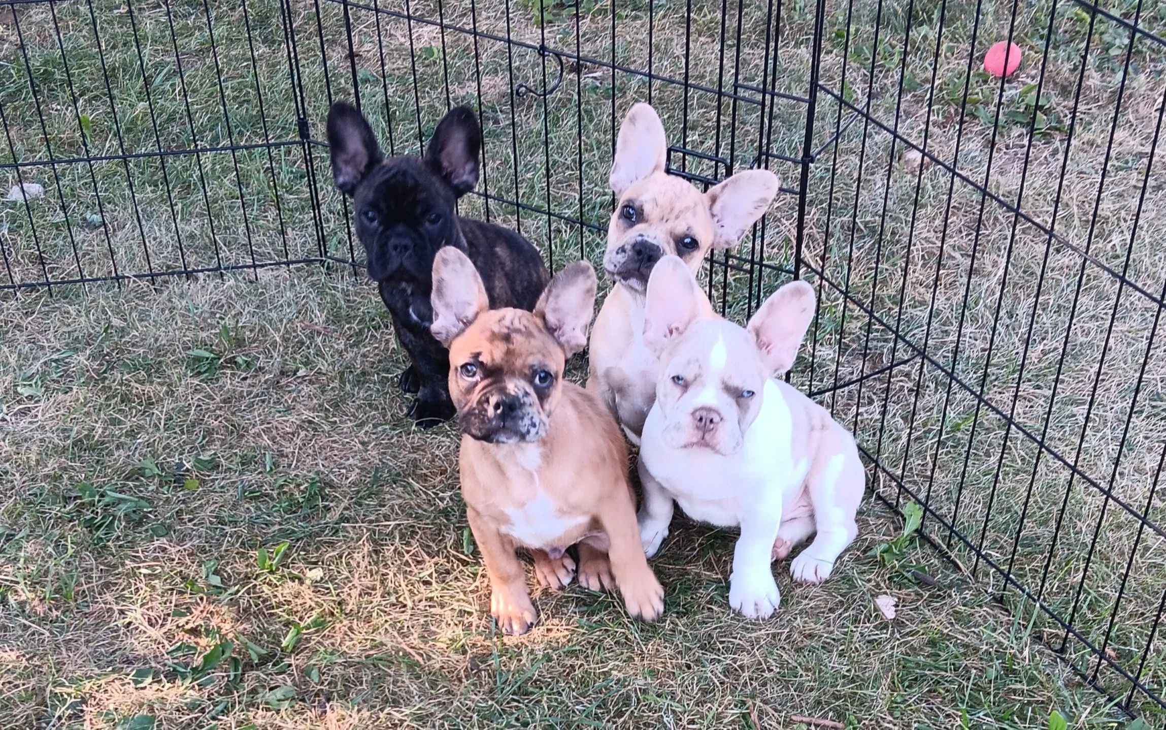 Birdie, Brother, Moose, and Bean