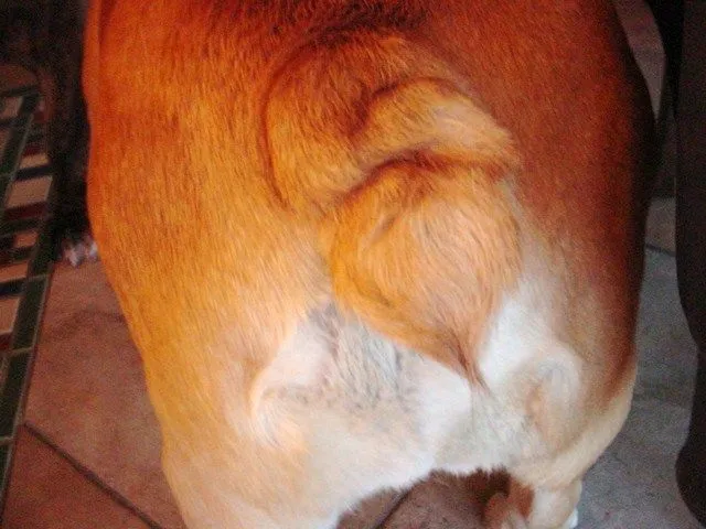 Bulldog Butts 001.JPG