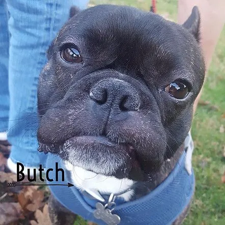 butch.jpg