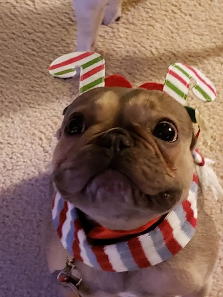 Candy cane bulldog.jpeg