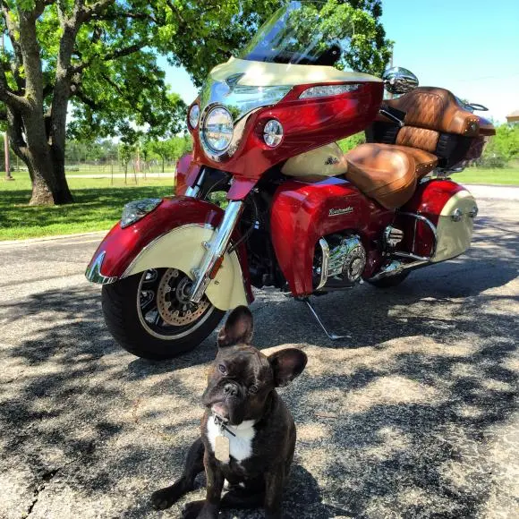 Chief-french-bulldog