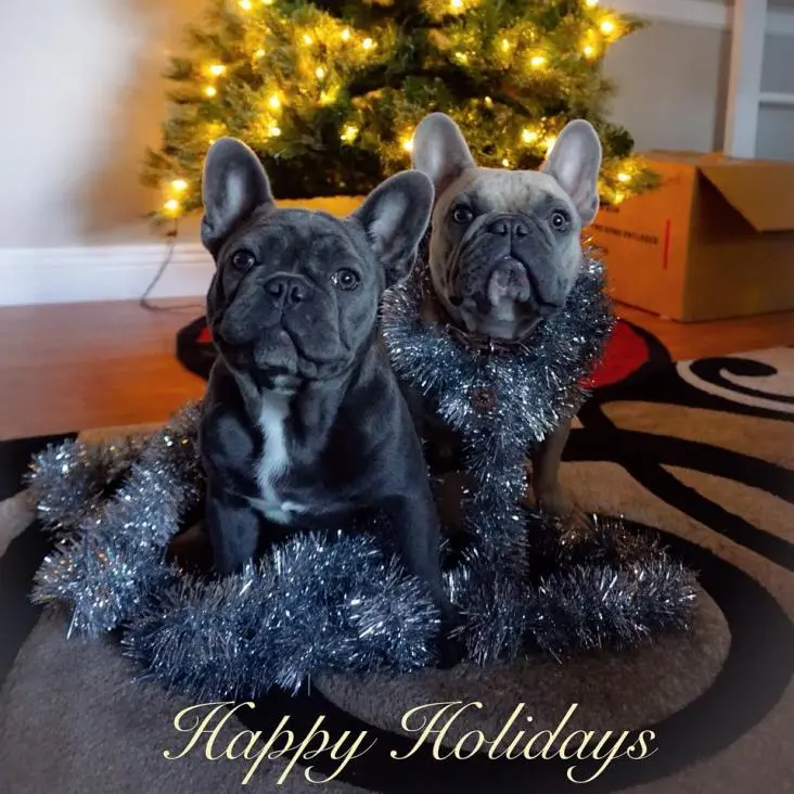 christmasfrenchies.jpg