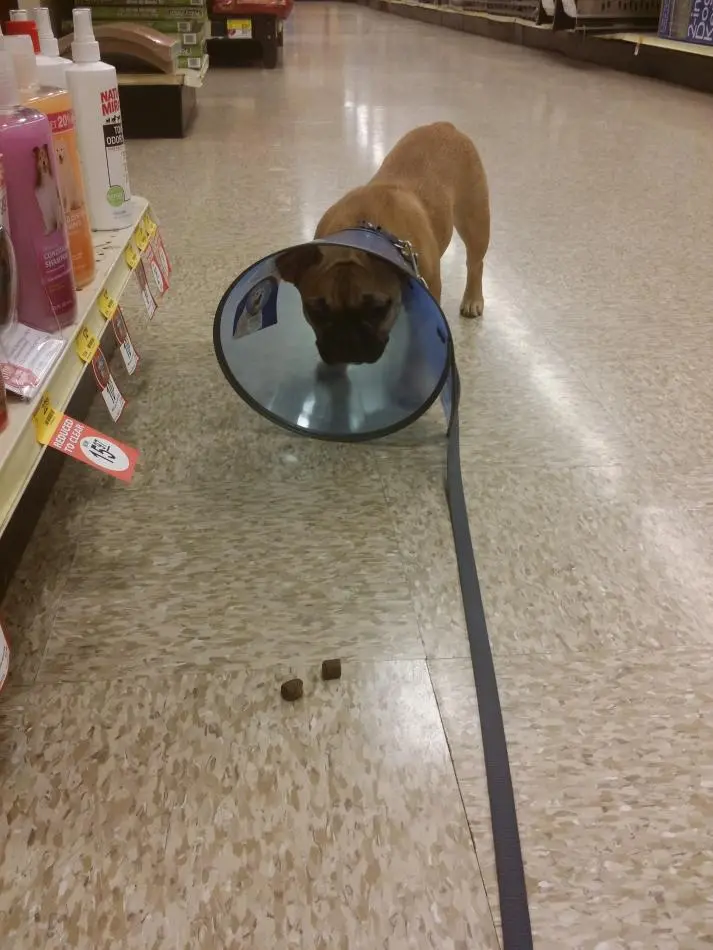 Cone.jpg