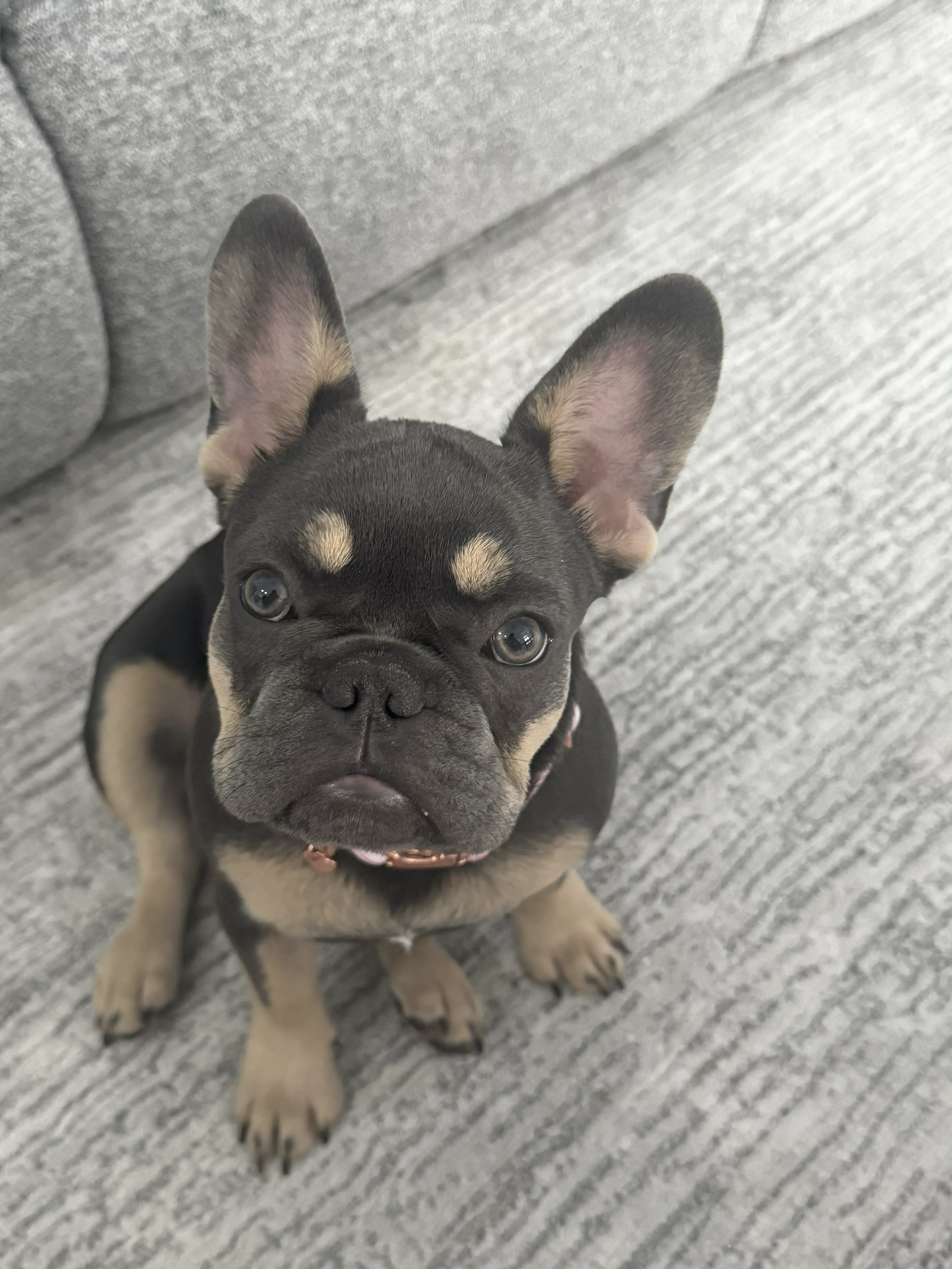 cutest frenchie ever! - Copy (2).webp