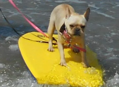 dog beach, huntington beach CA   july42014 006