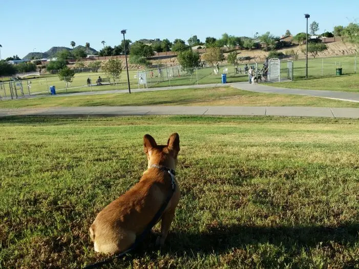 Dog Park 9 28.jpg