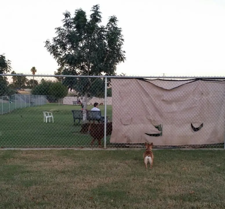 Dog Park 9 30.jpg