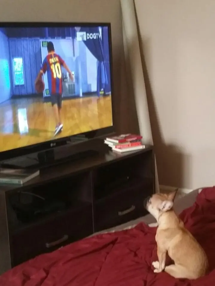 DogTV BBall.jpg