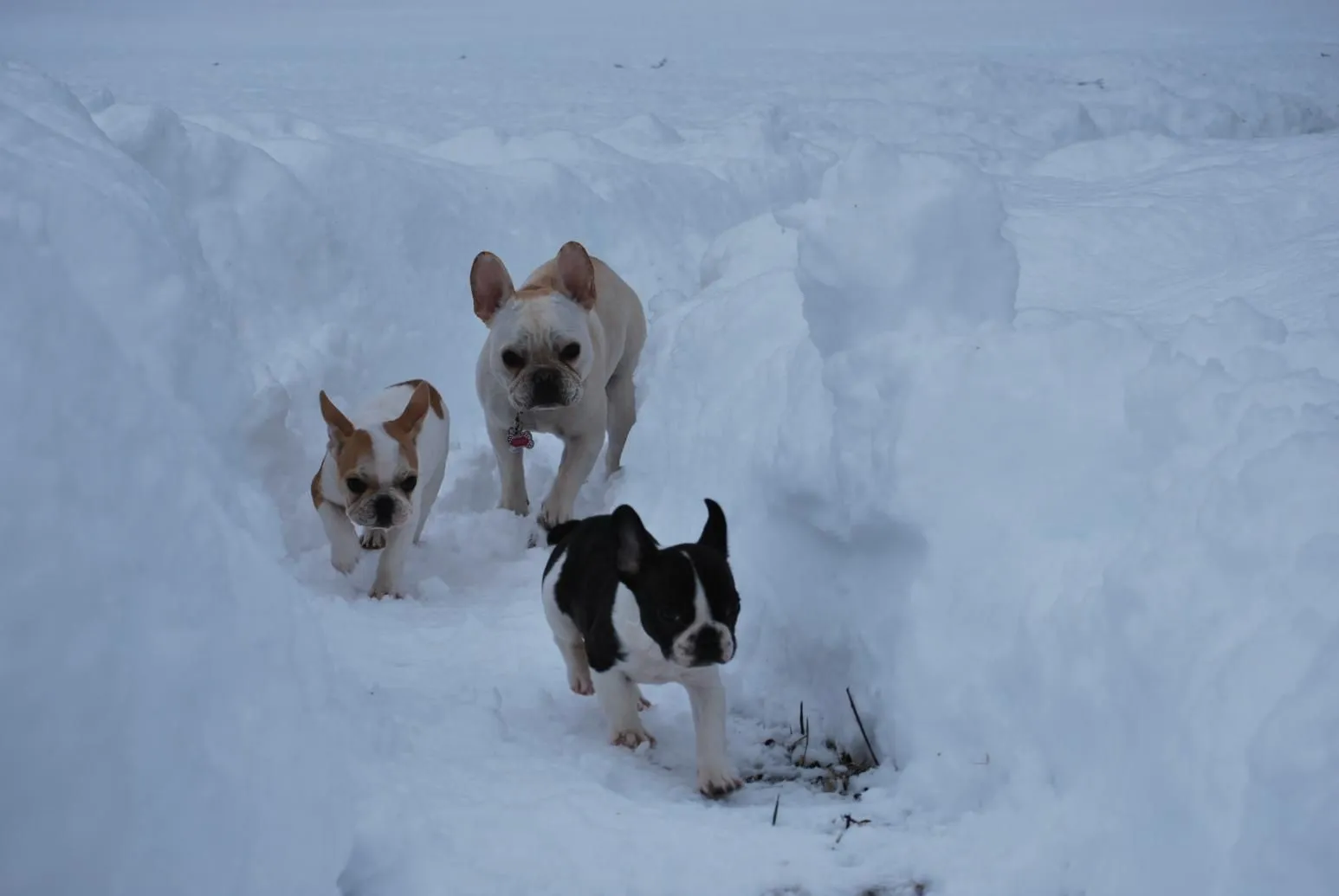 DSC_0207.jpg