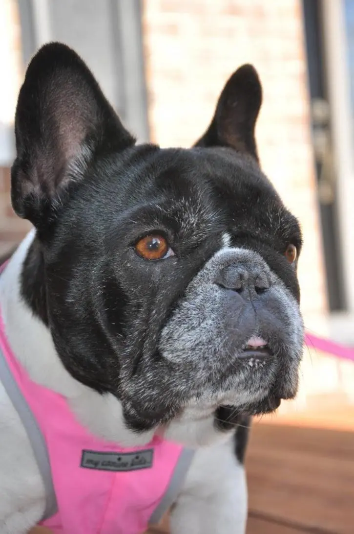 DSC_0821 MOLLY.jpg