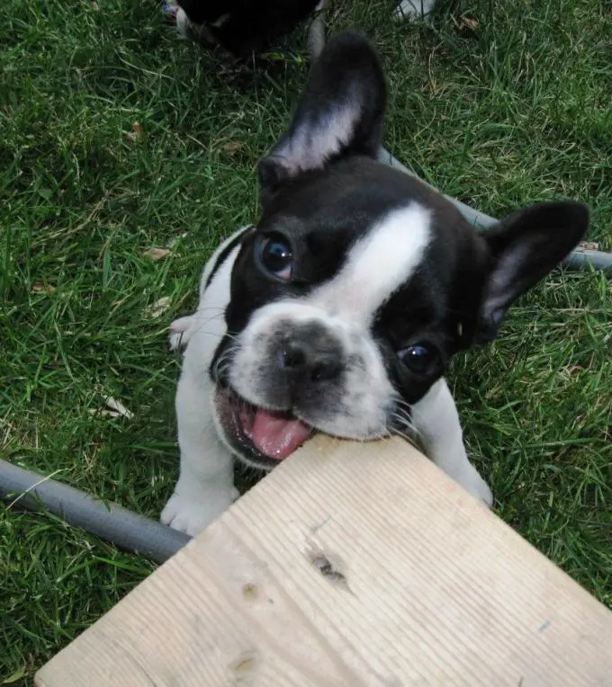 Eating the stairs.