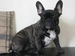 Eeva