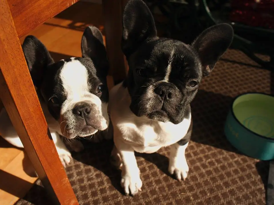 f&P under the kitchen chair.jpg