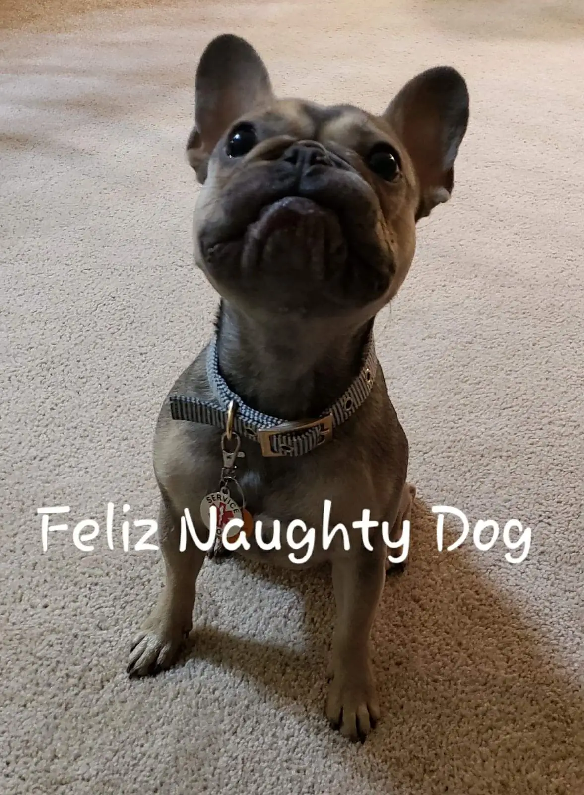 Feliz Naughty Dog.jpg