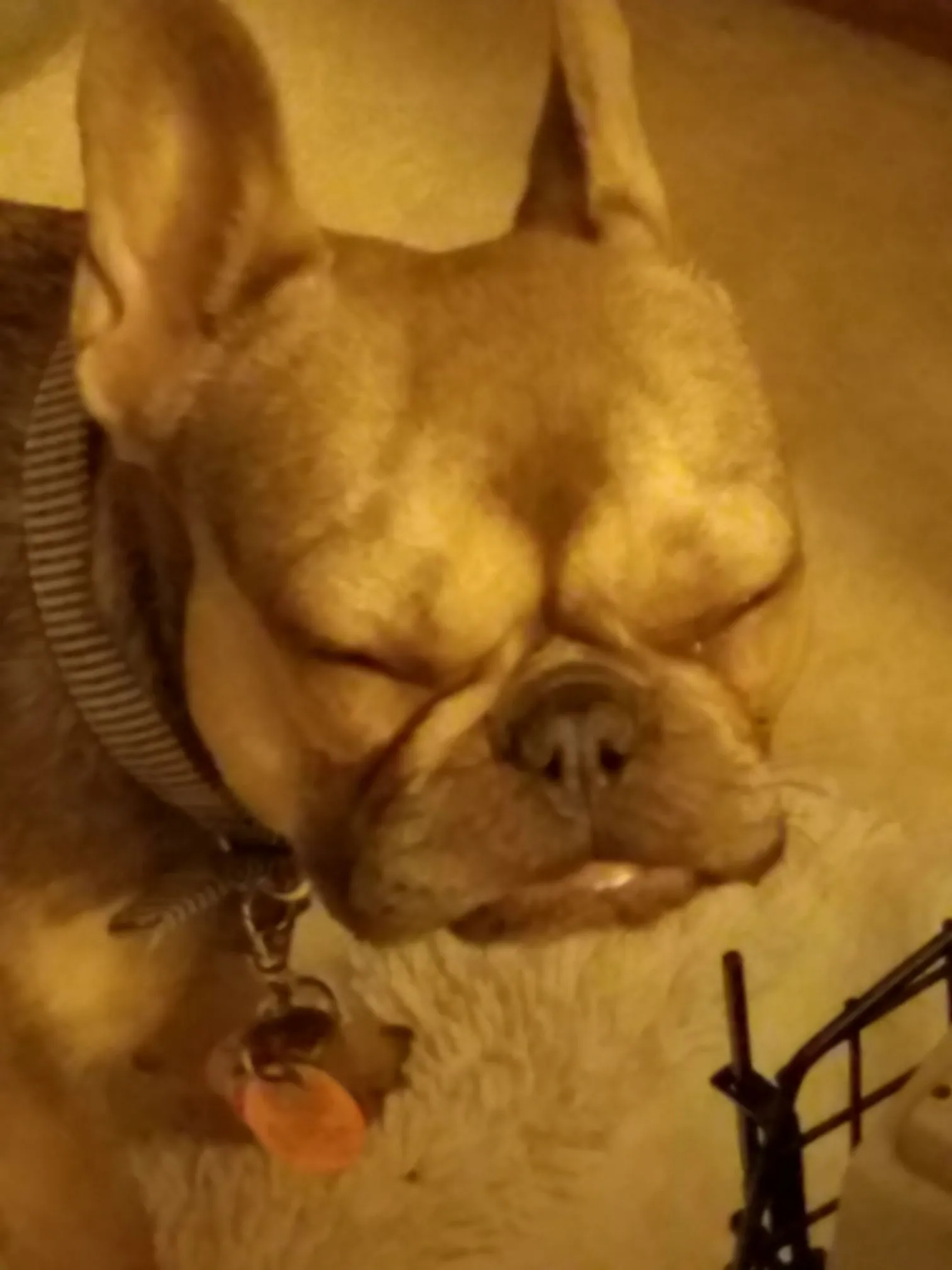 Fell asleep standing