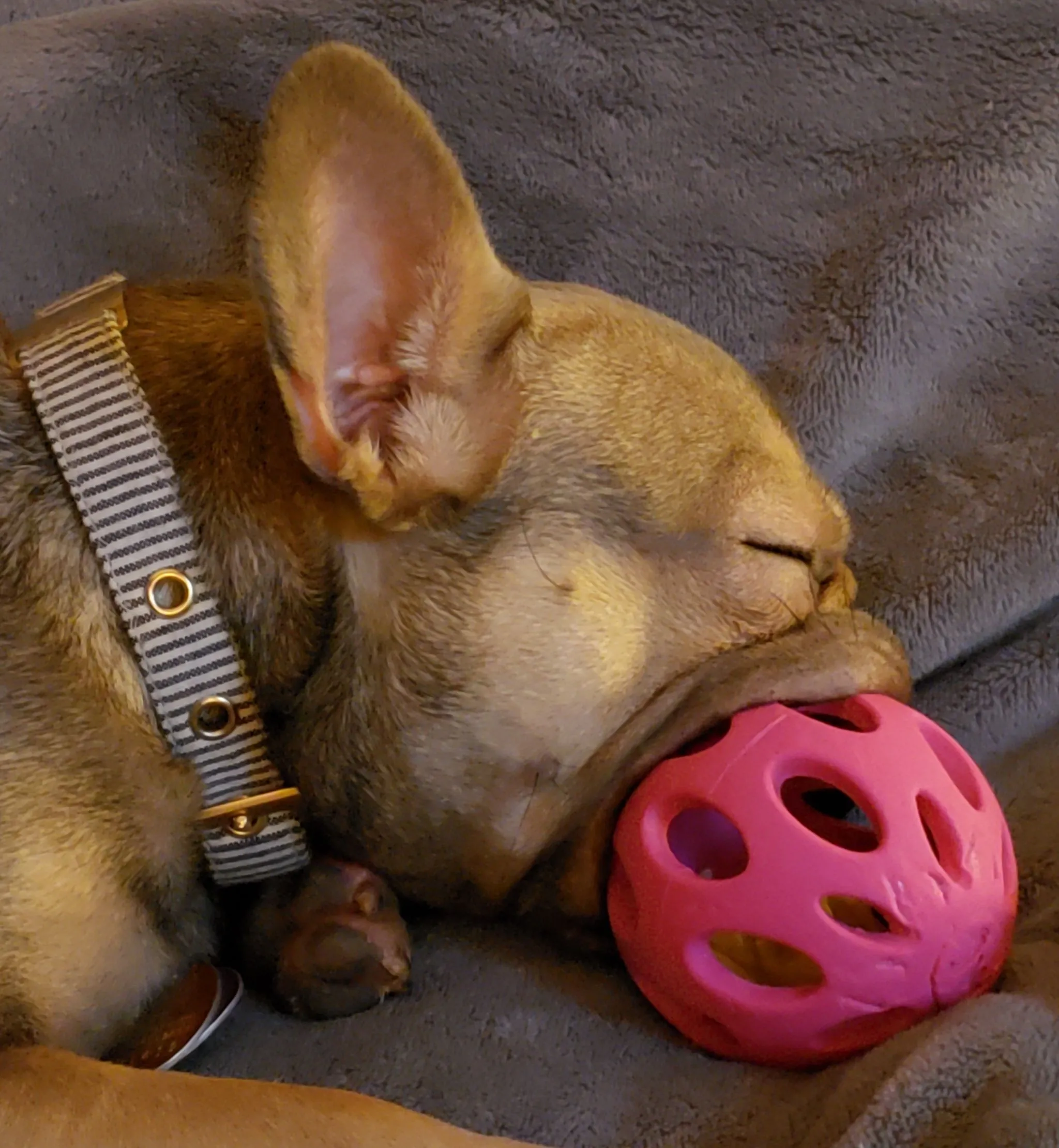 Fell asleep with ball