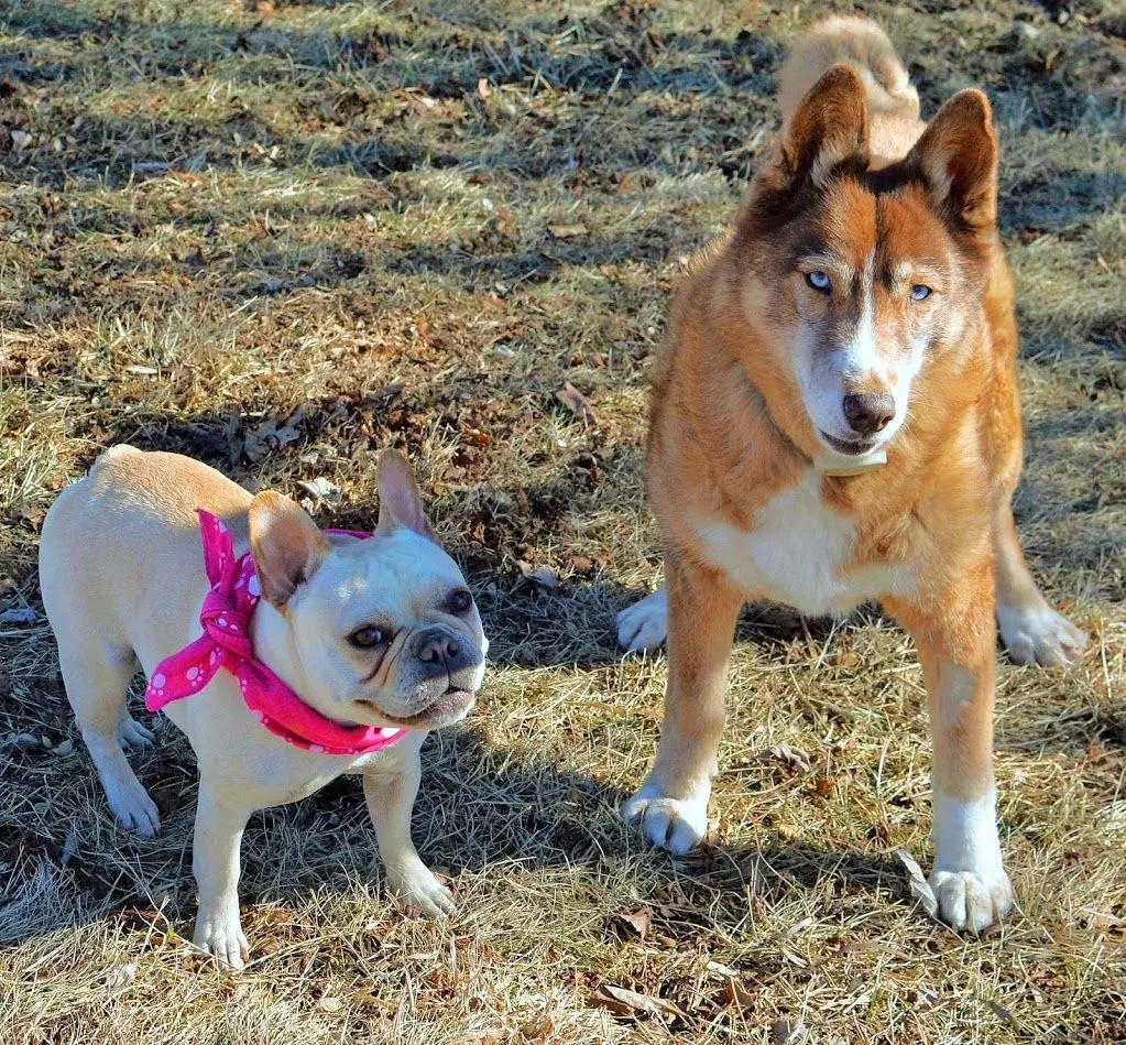 Foxy and Violet (2) (1).jpg