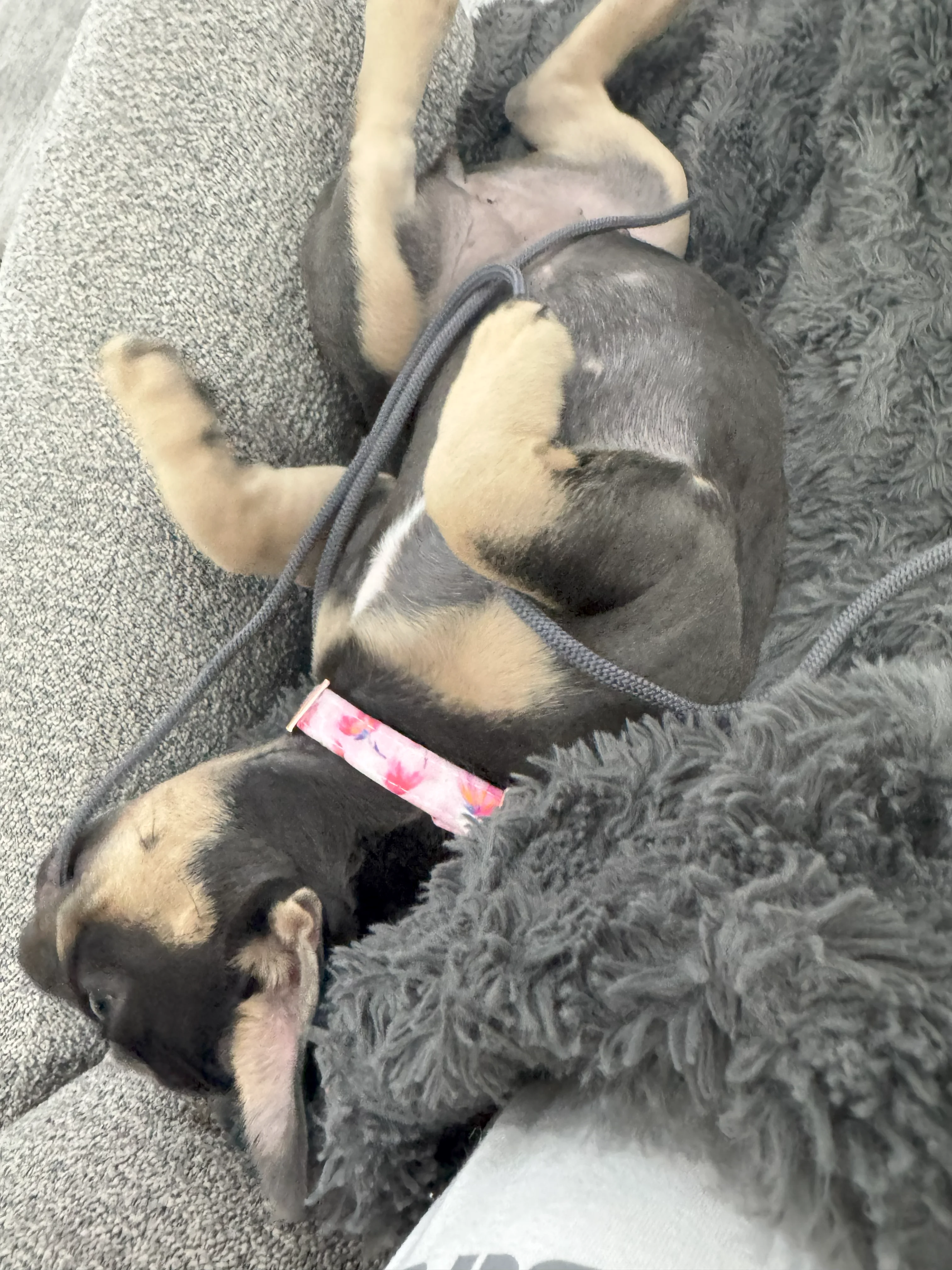 french bulldog chewing on string - Copy.webp