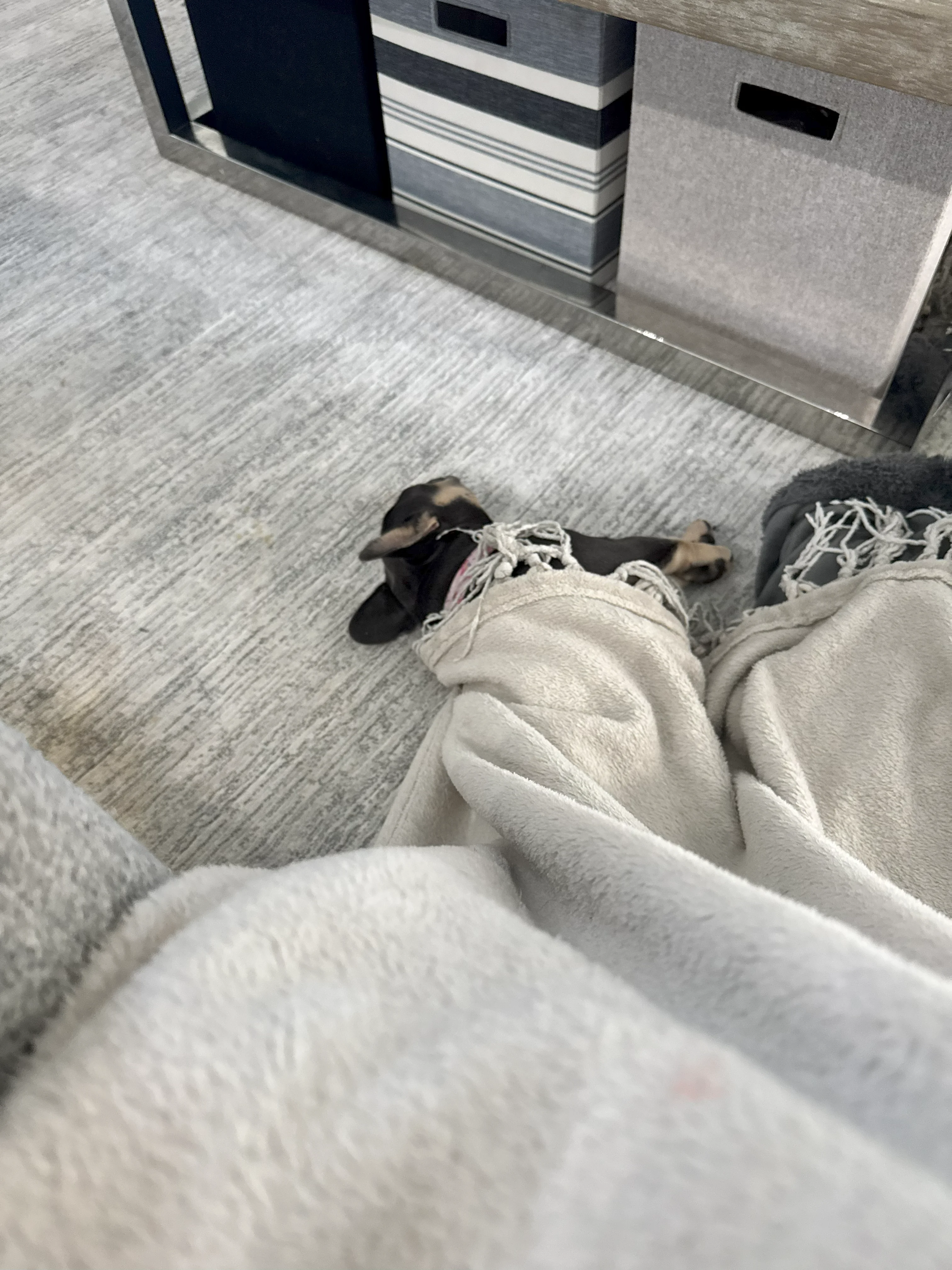 french bulldog covers.webp