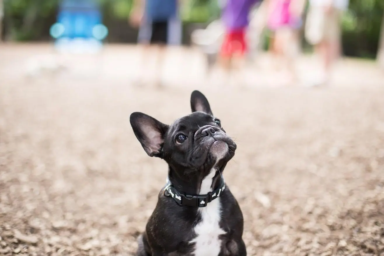 french-bulldog-meetup-minneapolis-play-group_0064.jpg