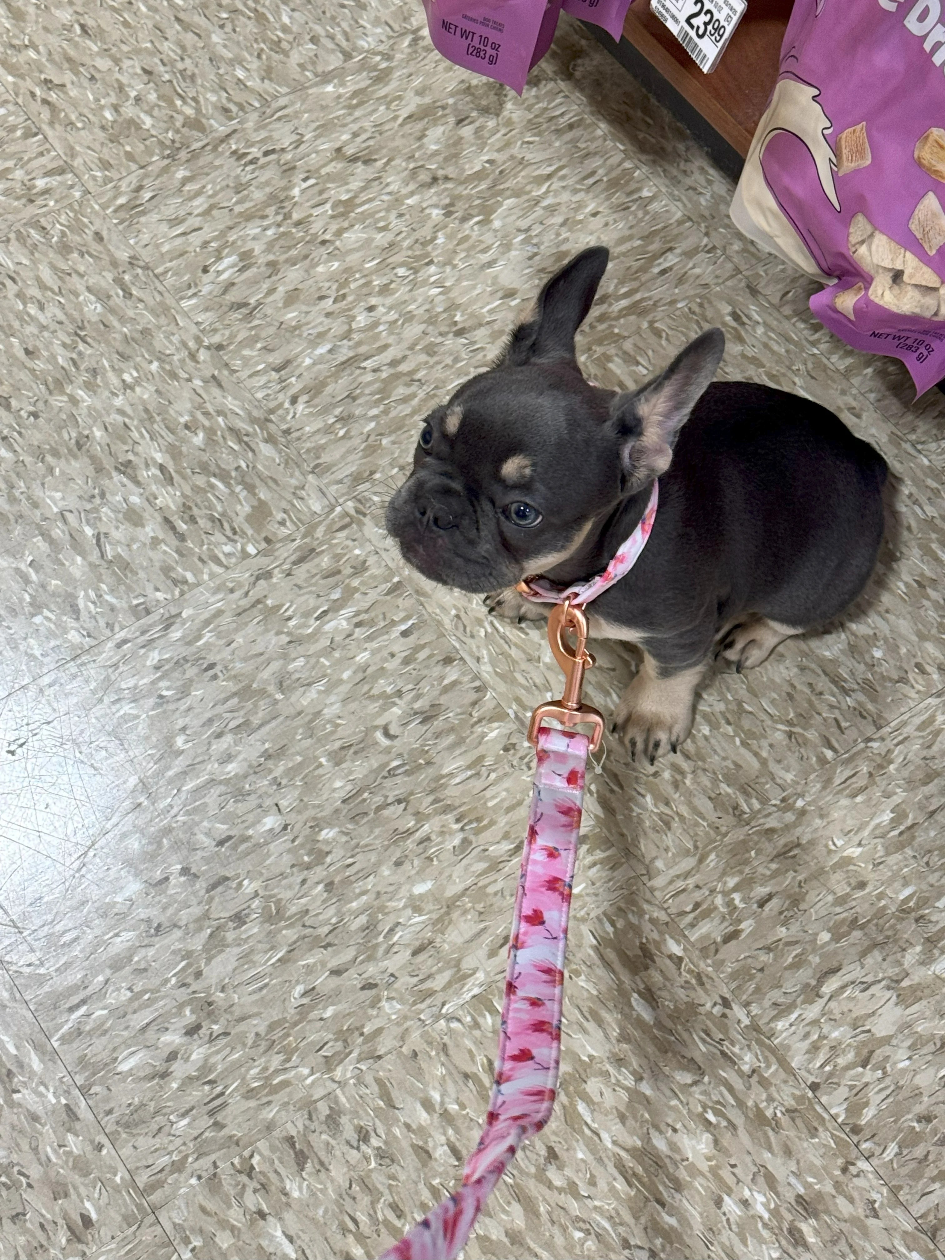french bulldog training class.webp