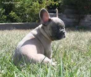 Frenchie Female 1.jpg