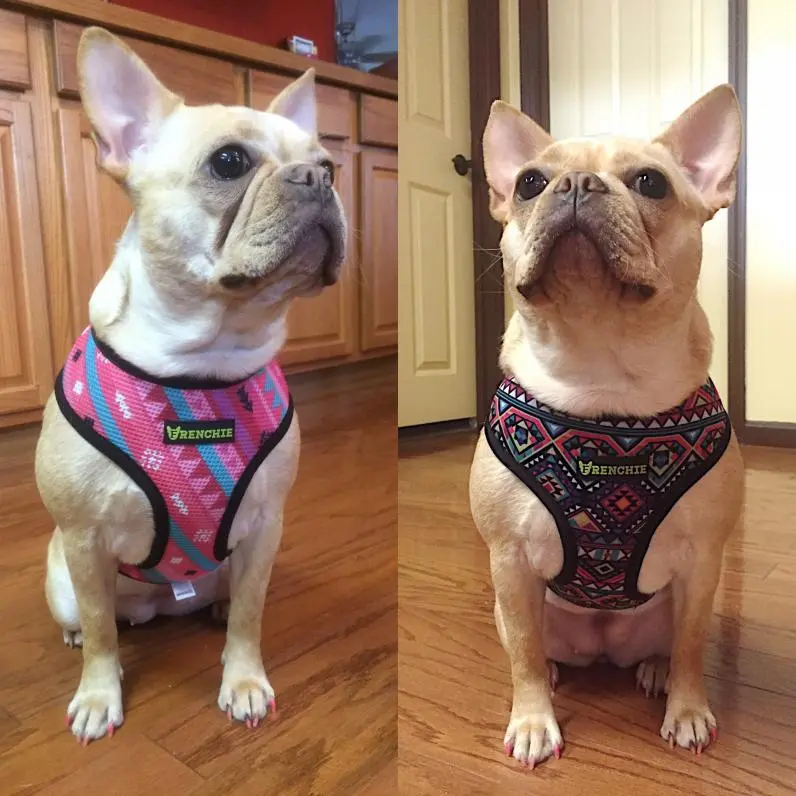 Frenchie Harness 2.jpg