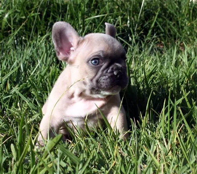 Frenchie Ollie 14.jpg