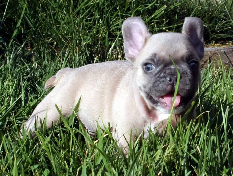 Frenchie Ollie 5.jpg