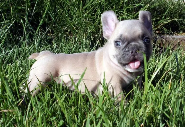 Frenchie Ollie 6.jpg