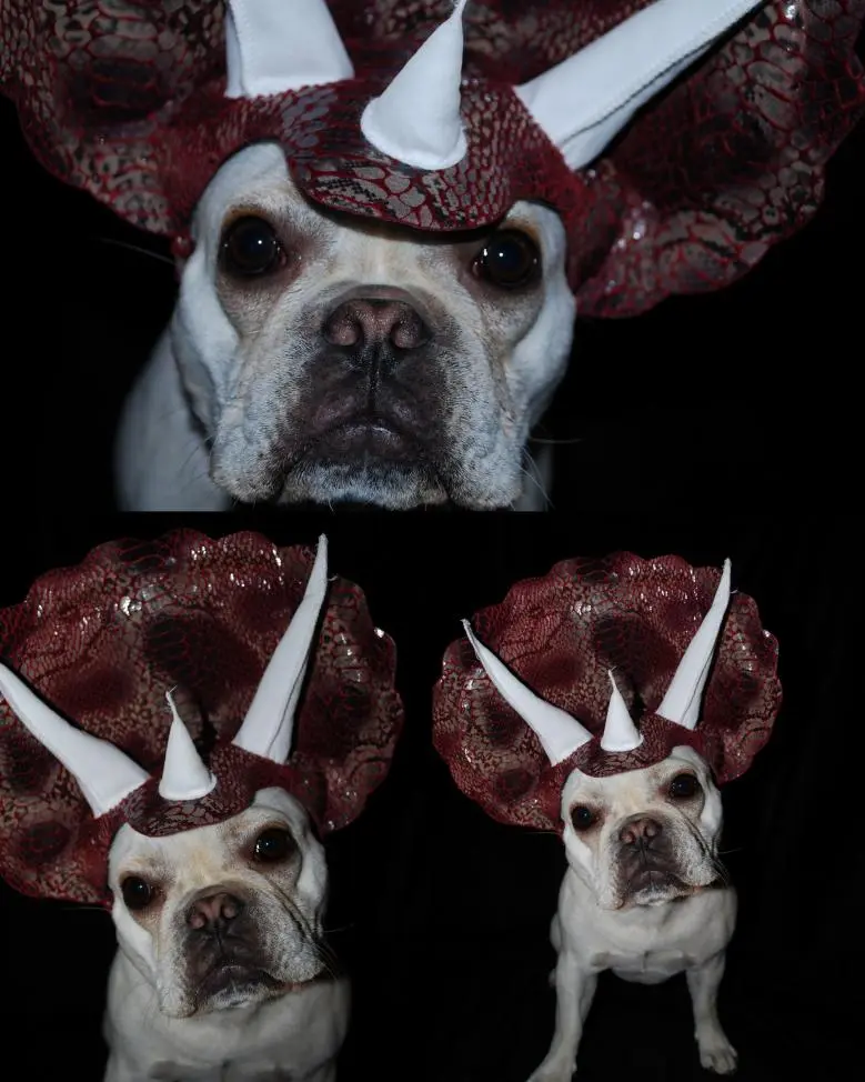 GidgetTriceratops2.jpg