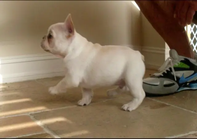 Hazel's pup 3