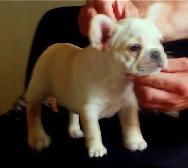 Hazel's pups 2