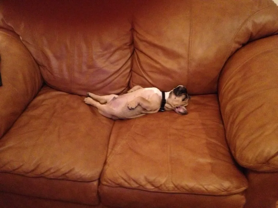 He was on his back for a belly rub--but fell asleep during the rub---