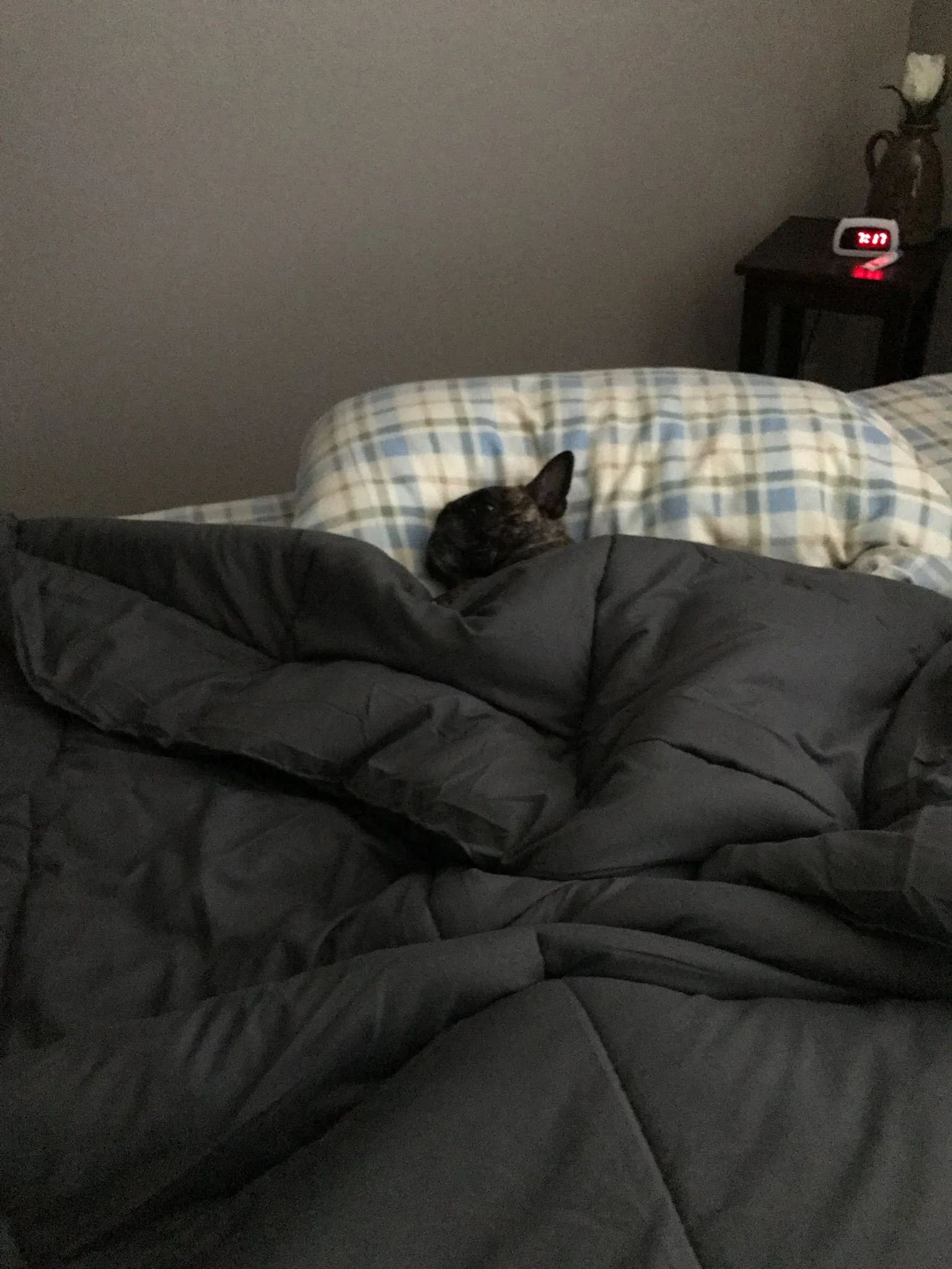 image.jpeg