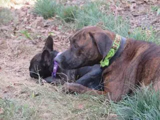 image
Mia"s best bud Copper