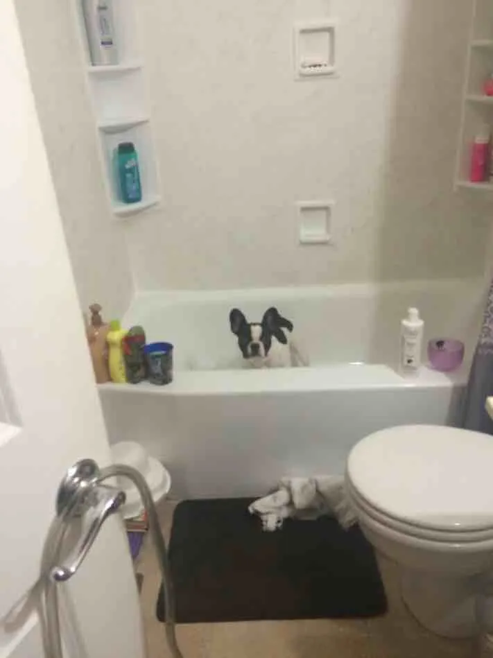 ImageUploadedByTapatalk1413604428.704483.jpg