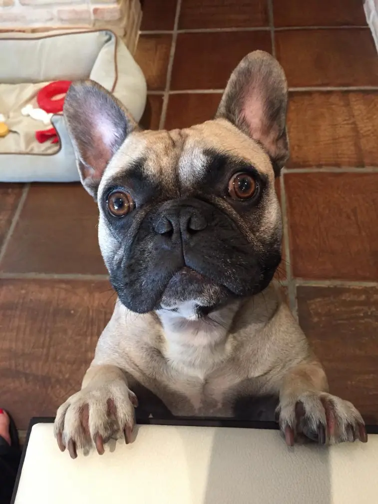 Is that Chicken I smell? My eyes get really big when I smell chicken!
