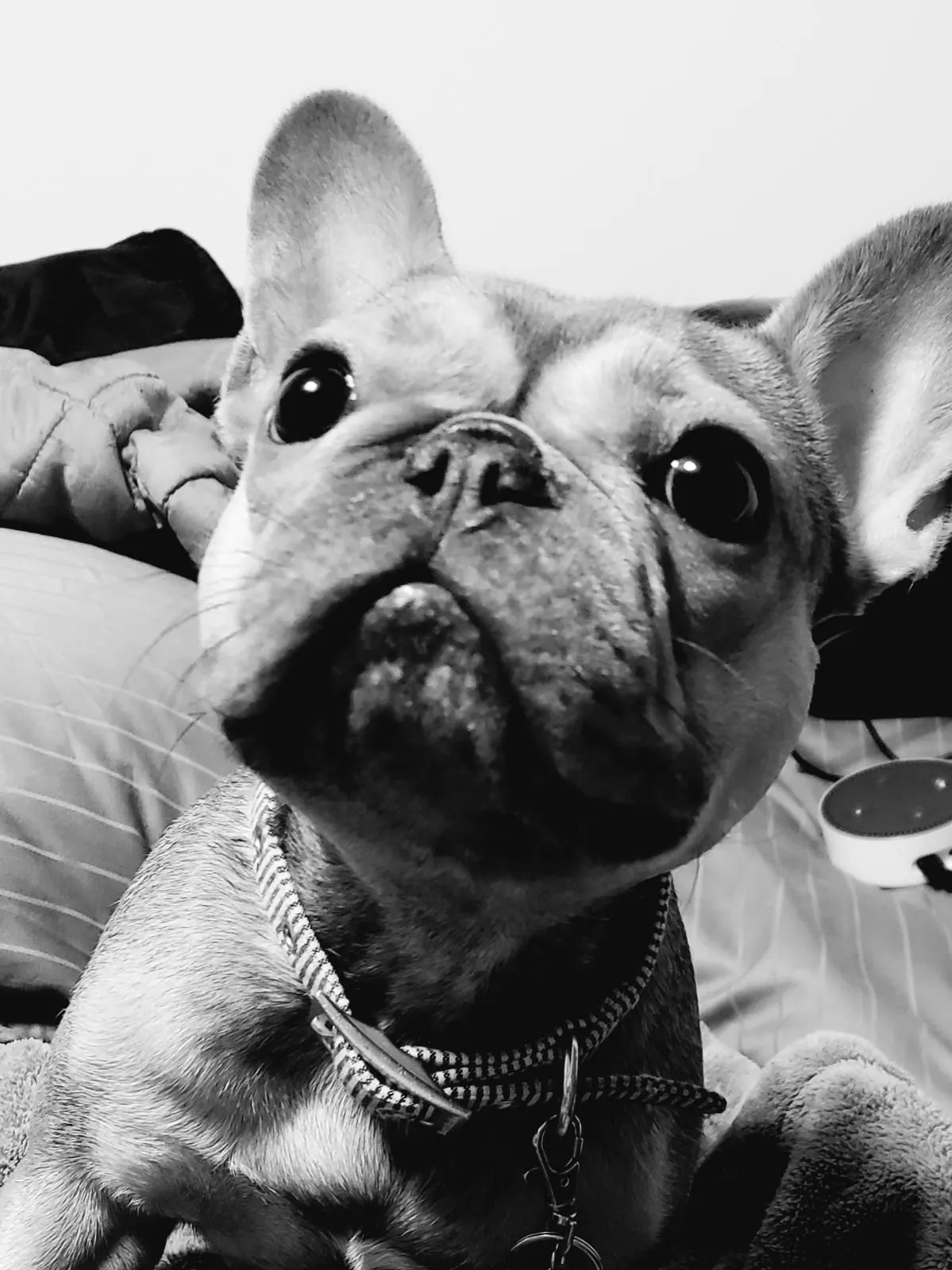 Joey B&W