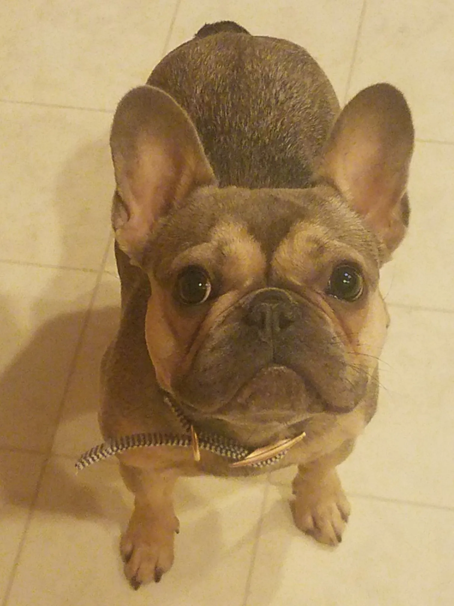 joey mug shot