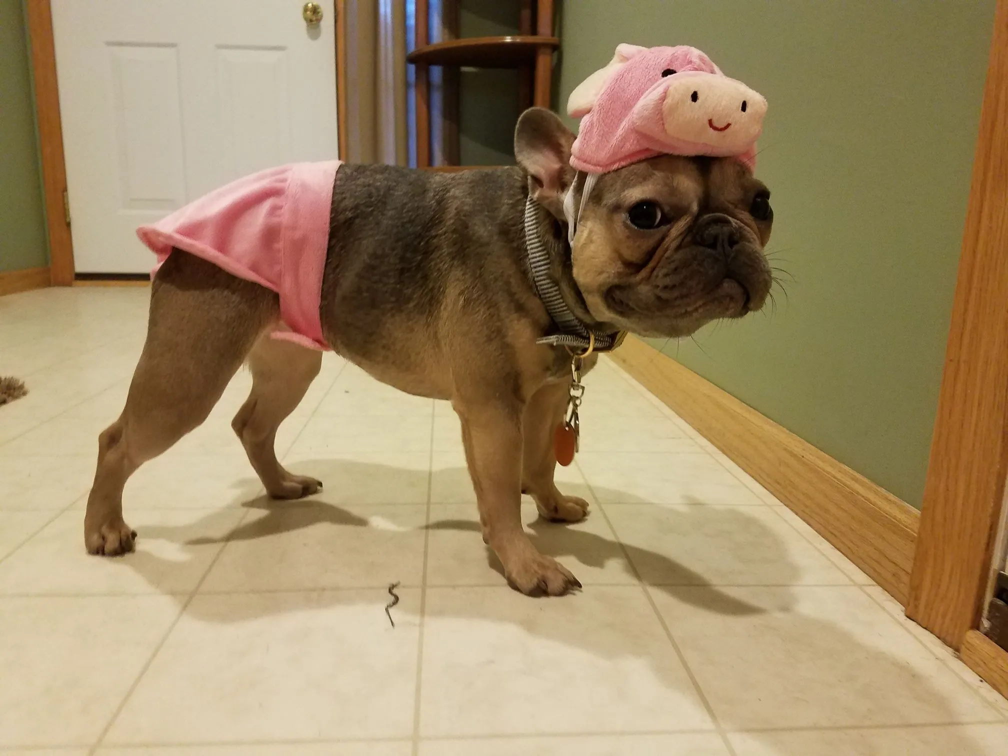 Joey pig