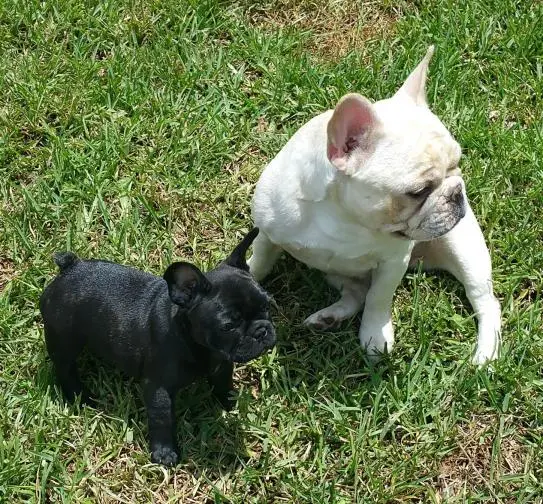 Katie and Tessa 9 weeks old.jpg