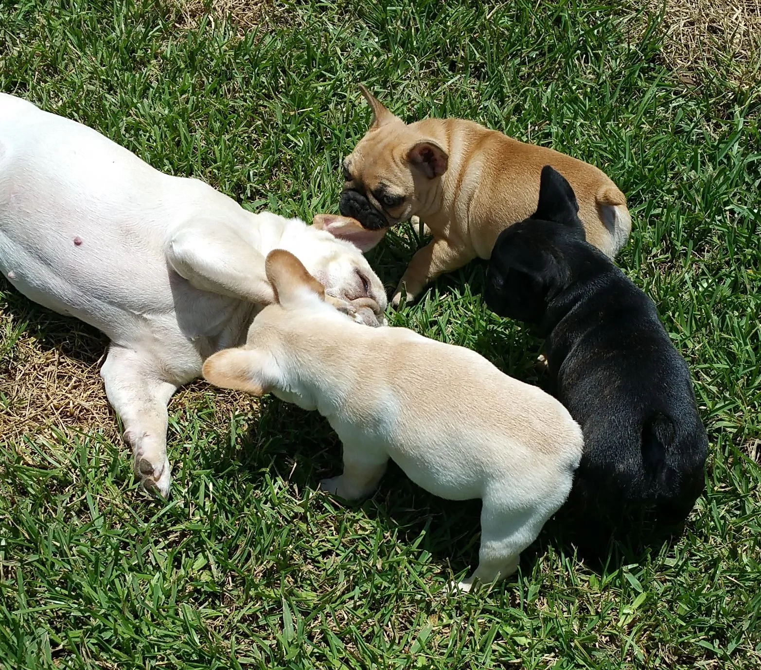 Katie and three pups.jpg