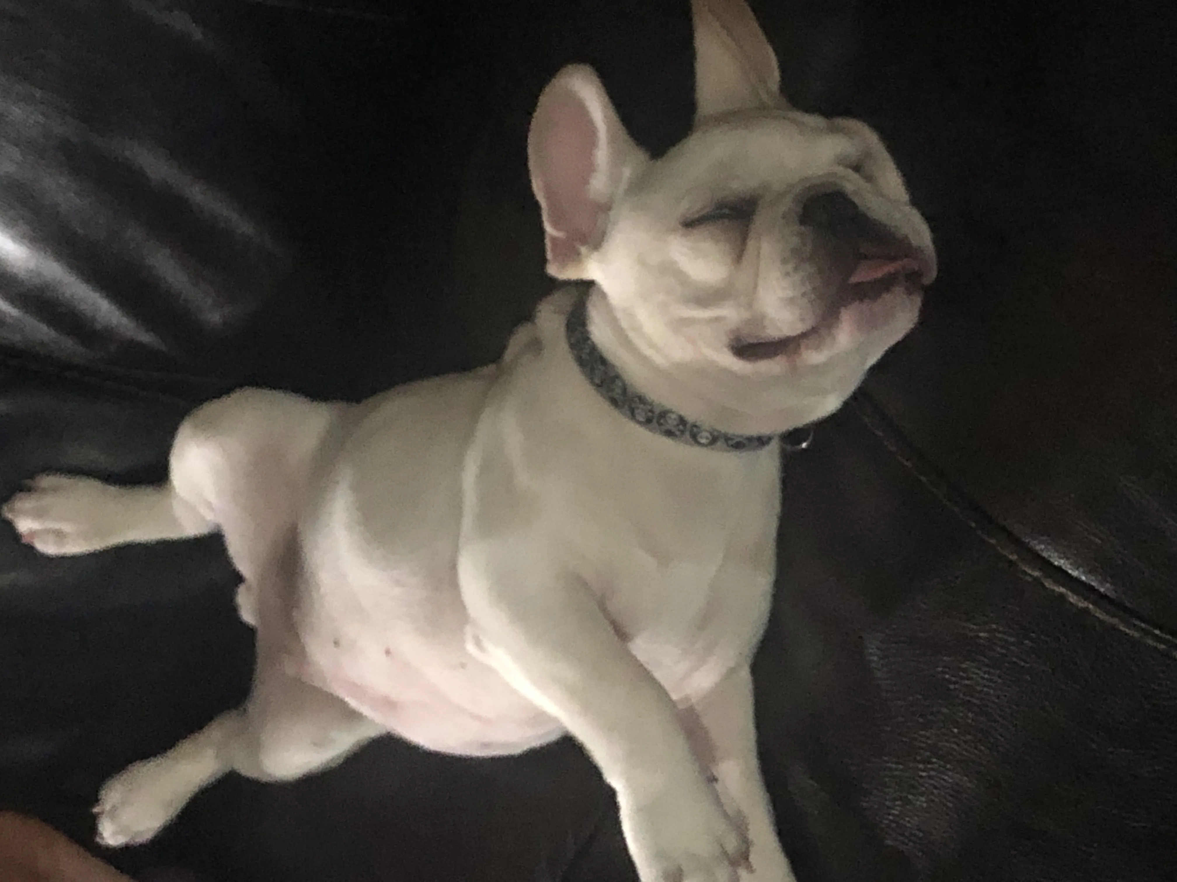 lazy frenchie 2.JPG